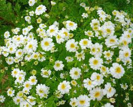 feverfew extract 